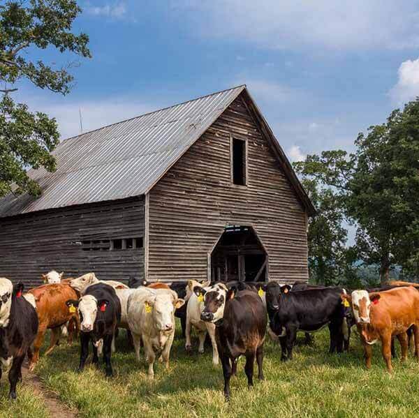 Maintained Local Barn